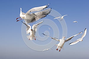 Sea-gulls photo