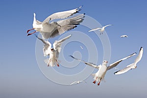 Sea-gulls