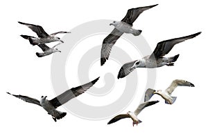 Sea gulls photo