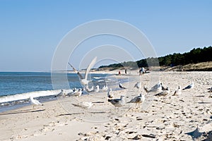 Sea gulls on beach. photo