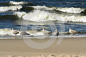 SEA GULLS ON BEACH.