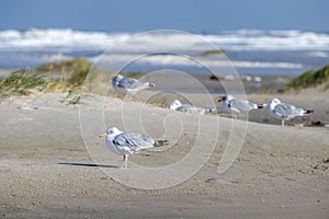 Sea gulls on the Beach of the frisian island of Terschelling