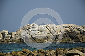 Sea Gulls on a big white rock