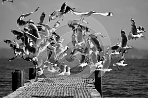 Sea gulls birds on jetty in black and white photo