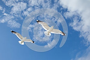 Sea Gulls in the blue sky
