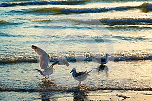 Sea gulls on coast