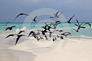 Sea gulls on coast of a sandbank at Maldives