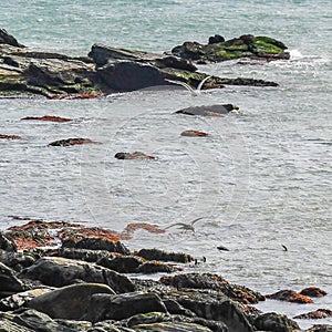 Sea Gulls and Cormorants on the Coast of Rhode Island