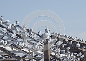 Sea gulls on the crossbars against the sky