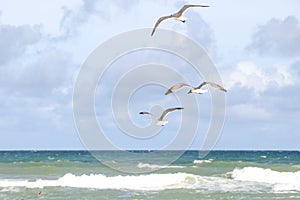 Sea Gulls at Emerald Isle Beach, North Carolina