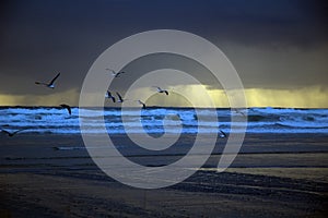 Sea Gulls Fly at the Beach