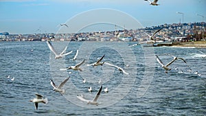 Sea gulls flying against beautiful view of Istanbul, Turkey
