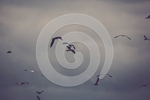 Sea Gulls Flying on Dismal Sky