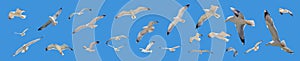 Sea gulls flying with open wings, clear blue sky background