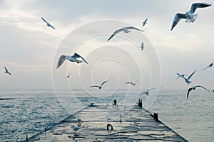 Sea gulls flying over pier