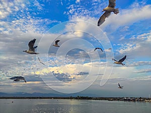 Sea gulls flying at sunset near the city shore