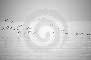 Sea gulls flying photo