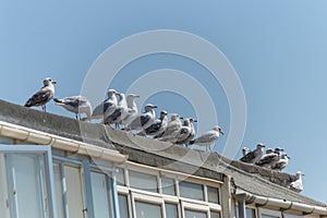 Sea gulls in a line