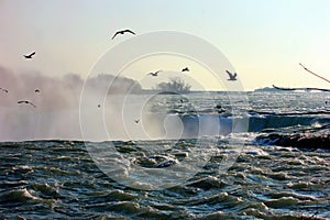 Sea gulls in the mist.