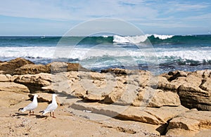 Sea Gulls: Ocean Meditation