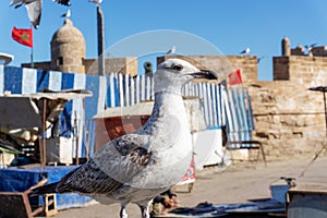 Sea gulls at the port of Essaouira, Morocco