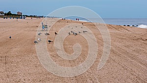 Sea Gulls on Rehobeth Beach
