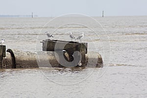 Sea gulls resting in the Mississippi Sound on a drainage culvert