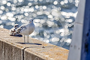 Sea Gulls resting on the sea wall of a concrete pier