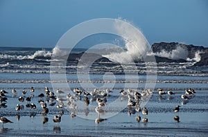 Sea gulls on the sandy beach