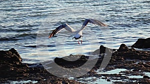 Sea gulls stand on the beach and brush their feathers with their beaks. Slow motion