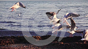 Sea gulls stand on the beach and brush their feathers with their beaks. Slow motion