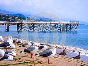 Sea Gulls stand on Beach with Pier and Ocean in Background