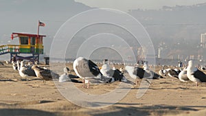Sea gulls on sunny sandy california coast, iconic retro wooden rainbow pride lifeguard watchtower. Venice beach near