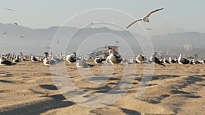 Sea gulls on sunny sandy california coast, iconic retro wooden rainbow pride lifeguard watchtower. Venice beach near Santa Monica