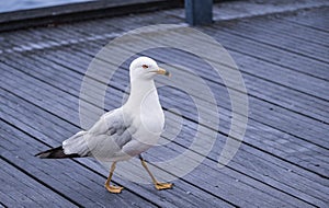 Sea gulls walk on the street in Vancouver BC. Standing sea gull on wooden pier