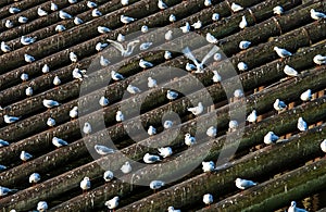 Sea gulls at the wooden columns