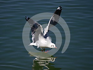 Sea gullï¼ŒSea mew, with red beak,looking for food in lake