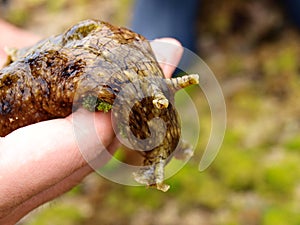 A sea hare