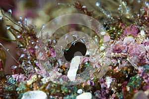 Sea hare Aplysia parvula