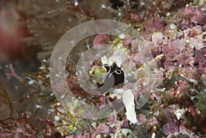 Sea hare Aplysia parvula