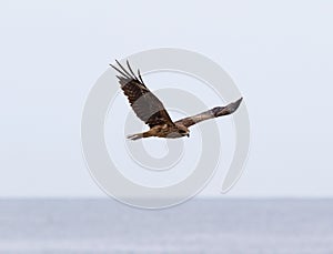 Sea Hawk from Japan hunting on the beach in Hebara, Katsuura