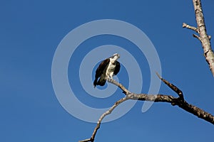 Sea hawk sitting on tree branch.