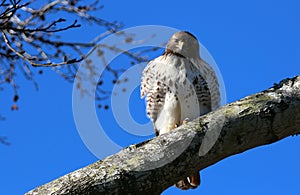 Sea hawk stare tree uncw wilmington