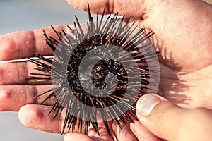 Sea hedgehog (sea urchin) in Costa Dorada, Spain