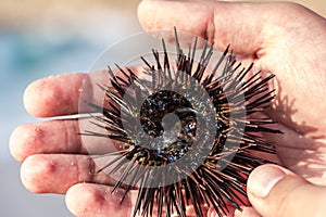 Sea hedgehog (sea urchin) in Costa Dorada, Spain