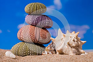 Sea Hedgehog shells on sand and blue sky Background
