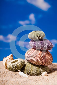 Sea Hedgehog shells on sand and blue sky Background