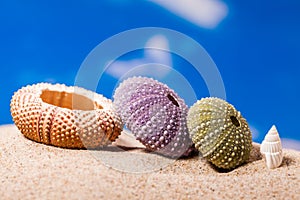 Sea Hedgehog shells on sand and blue sky Background