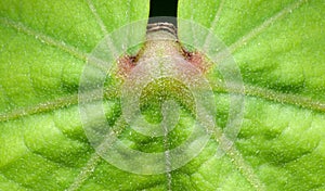 Sea hibiscus leaf closeup