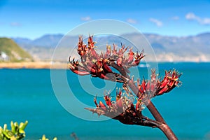 Sea and hills landscape with red flax flowers